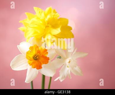 Verschiedene Narzissen auf rosa Hintergrund Stockfoto