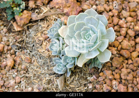 Blume CRASSULACEAE oder ECHEVERIA oder schwarz Preis auf Steingarten Boden in Thailand Stockfoto