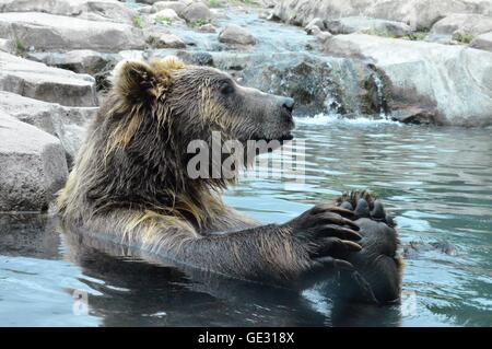 Russische Grizzlybär im Wasser schwimmen Stockfoto