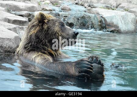 Russische Grizzlybär im Wasser schwimmen Stockfoto