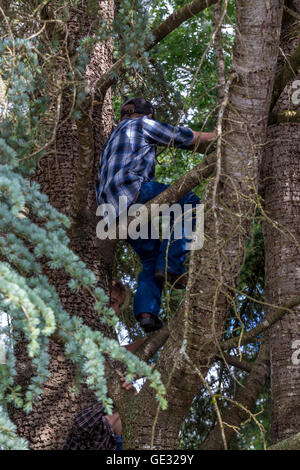 Junge, Kletterbaum, Klettern im Baum, Baumklettern, Sonoma State University, Stadt, Rohnert Park, Sonoma County, Kalifornien Stockfoto