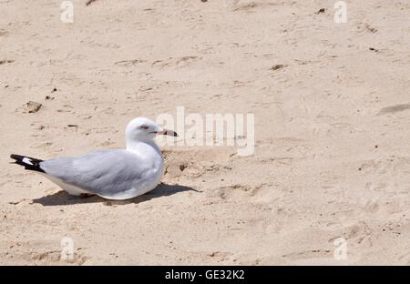 Silberne Möwe ruht im Profil am sandigen Strand von Point Peron in Rockingham, Western Australia. Stockfoto