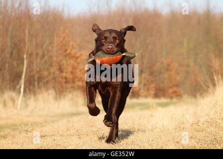 Labrador Retriever ruft dymmy Stockfoto