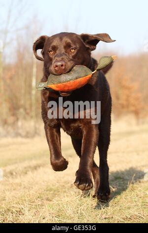 Labrador Retriever ruft dymmy Stockfoto