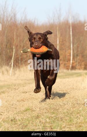 Labrador Retriever ruft dymmy Stockfoto