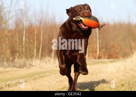 Labrador Retriever ruft dymmy Stockfoto