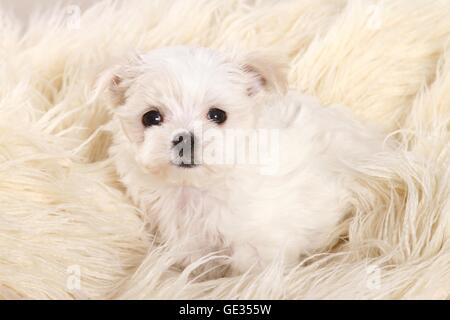 Malteser Welpen Stockfoto