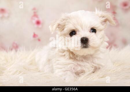 Malteser Welpen Stockfoto