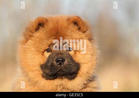 Chow Chow Welpen im Herbst Stockfoto