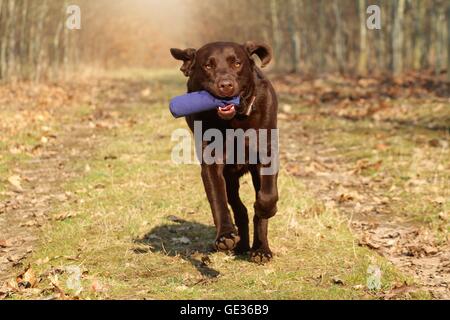 Labrador Retriever ruft dymmy Stockfoto