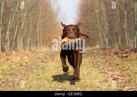 Labrador Retriever ruft dymmy Stockfoto