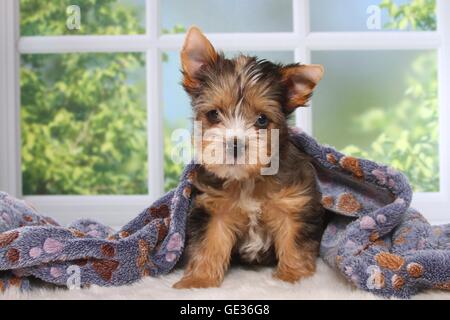 Yorkshire Terrier Welpen Stockfoto