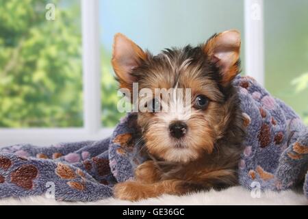 Yorkshire Terrier Welpen Stockfoto