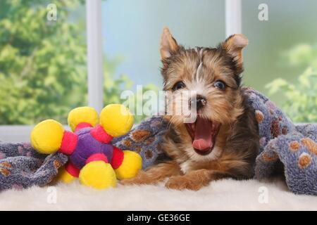 Yorkshire Terrier Welpen Stockfoto