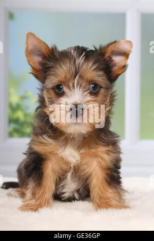 Yorkshire Terrier Welpen Stockfoto