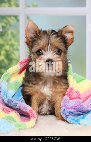 Yorkshire Terrier Welpen Stockfoto