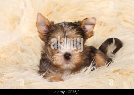 Yorkshire Terrier Welpen Stockfoto