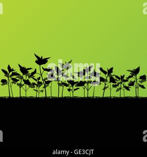 Brennnesseln Wildkräuter Pflanzen detaillierten Silhouetten Abbildung Hintergrund Vektor Stock Vektor