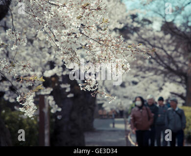 Kirschblüten mit soft-Fokus Japan Stockfoto