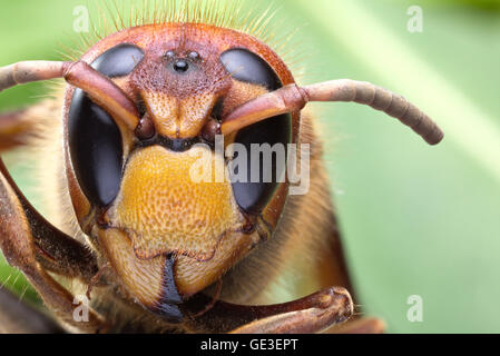 Makroaufnahme der Hornet oder gelbe Jacke. Stockfoto