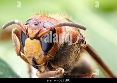 Makroaufnahme der Hornet oder gelbe Jacke. Stockfoto