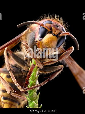 Makroaufnahme der Hornet oder gelbe Jacke. Stockfoto