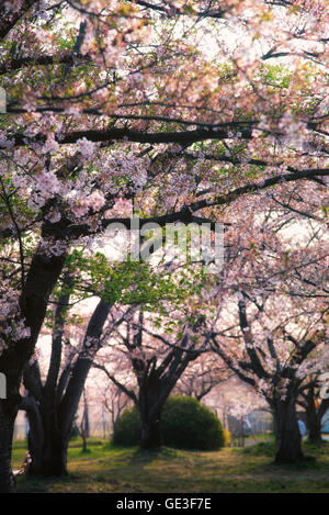 Kirschblüten am Shibata, Niigata Stockfoto