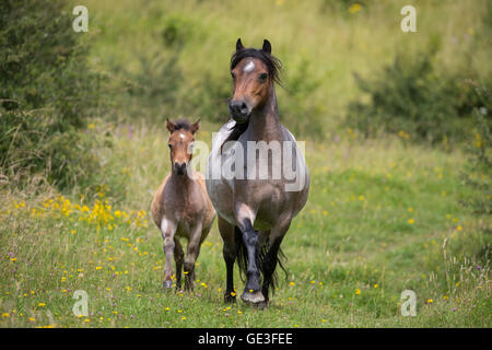 Welsh Mountain Ponys, eine Mutter und Fohlen, läuft frei im Daneway Banks Naturreservat in der Nähe von Sapperton in Gloucestershire, England Stockfoto