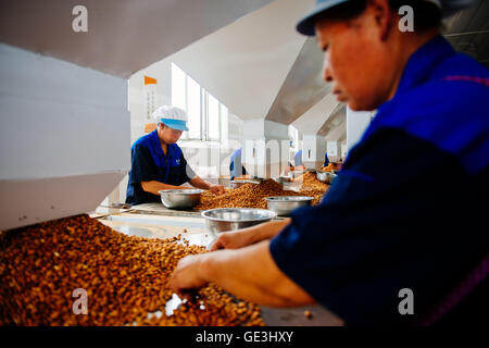 Chengde, Chinas Provinz Hebei. 22. Juli 2016. Arbeiter knacken Aprikosensamen bei einer Obstverarbeitung-Fabrik in Pingquan County in Chengde Stadt, Nordchinas Provinz Hebei, 22. Juli 2016. Die jährliche Produktion der Früchte, die Verarbeitungsindustrie in Chengde 1,34 Millionen Tonnen einschließlich Kastanien, Weißdornbeeren, Äpfel, Aprikosen, etc. © Liu schönes/Xinhua/Alamy erreicht hat Live-Nachrichten Stockfoto