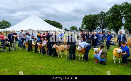 Biggar Show - Biggar, South Lanarkshire 23. Juli 2016 Landwirten zeigen Texel Schafe in der Show ring Credit: Andrew Wilson/Alamy Live News Stockfoto