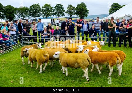 Biggar Show - Biggar, South Lanarkshire 23. Juli 2016 Landwirten zeigen Texel Schafe in der Show ring Credit: Andrew Wilson/Alamy Live News Stockfoto