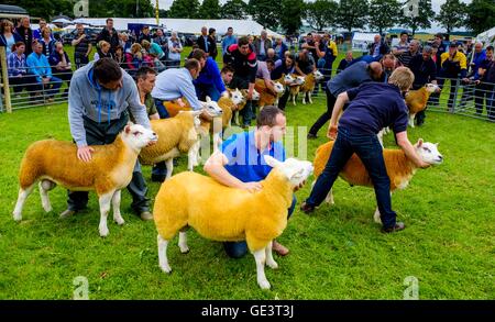 Biggar Show - Biggar, South Lanarkshire 23. Juli 2016 Landwirten zeigen Texel Schafe in der Show ring Credit: Andrew Wilson/Alamy Live News Stockfoto