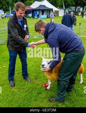 Biggar Show - Biggar, South Lanarkshire 23. Juli 2016 Landwirten zeigen Texel Schafe in der Show ring Credit: Andrew Wilson/Alamy Live News Stockfoto