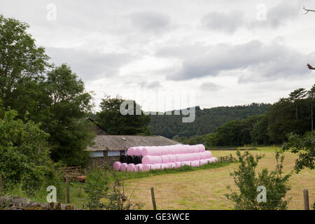 Cumbria, UK. 23. Juli 2016. Heuballen gewickelt in rosa!  Bildnachweis: Gordon Shoosmith/Alamy Live-Nachrichten Stockfoto