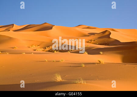 Geographie/Reisen, Marokko, Erg Chebbi, Oase Merzouga im Südosten von Erfoud, Additional-Rights - Clearance-Info - Not-Available Stockfoto