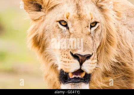 Masai Mara, Kenia. Ein männlicher Erwachsener Massai-Löwe (Panthera Leo Nubica) zeigt seine Zähne. Stockfoto