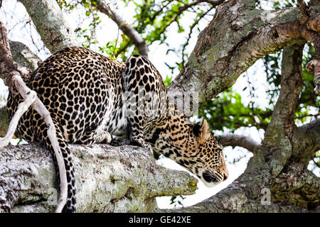 Masai Mara, Kenia. Leopard (Panthera Pardus Pardus) im Baum hocken. Stockfoto