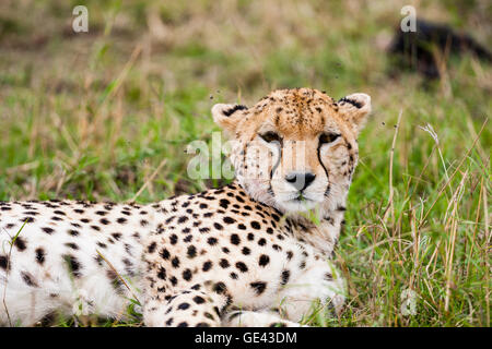 Masai Mara, Kenia. Gepard (Acinonyx Jubatus) im Ruhezustand im Lebensraum. Stockfoto