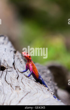 Masai Mara, Kenia. Männliche Mwanza flache Spitze Agama Eidechse Lebensraum. Stockfoto