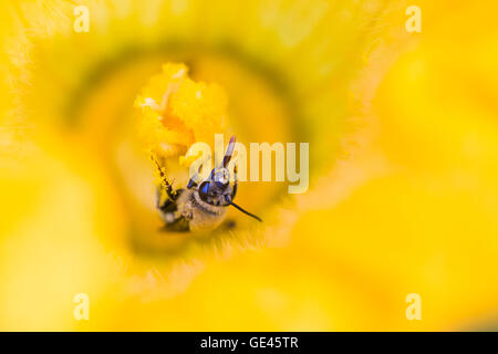 Eine Honigbiene voller Pollen. Stockfoto