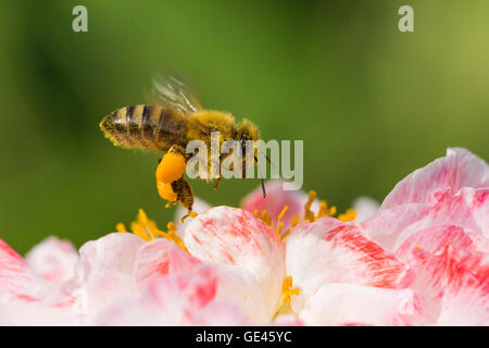 Eine Honigbiene voller Pollen im Flug Stockfoto