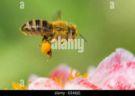 Eine Honigbiene voller Pollen im Flug Stockfoto