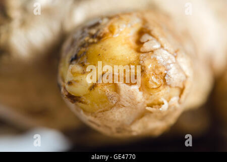 Ingwer (andere Namen sind Galanga, Zingiber Officinale, Zingiberaceae, Curcuma Longa, Elettaria Cardamomum) Nahaufnahme Stockfoto