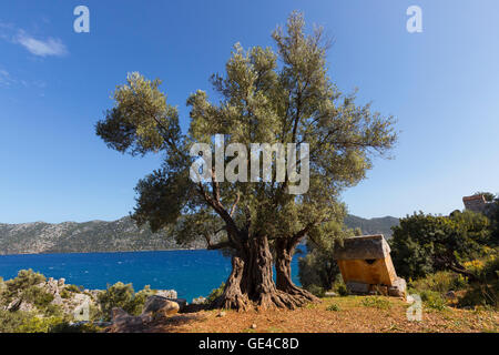 Alter Olivenbaum und Lykische Sarkophag entlang der Mittelmeerküste der Türkei. Stockfoto