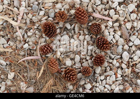 Tannenzapfen in einem Kreis. 10 Tannenzapfen, 10 trockene Früchte ein nadelbaum in einem Kreis auf dem Boden angeordnet. Stockfoto