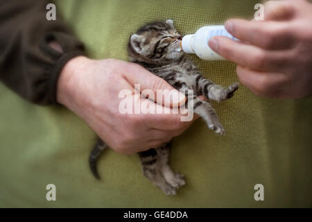 Tiny Tabby Kätzchen in Menschenhand aus einer kleinen Flasche Milch gefüttert werden. Stockfoto