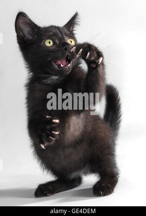 Schwarzes Kätzchen stehend auf Hinterbeinen Krallen aus Knurren Stockfoto
