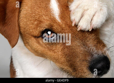 Jack Russell Terrier Closeup, Blick in die Kamera mit eine Pfote abdecken eines Auges. Stockfoto