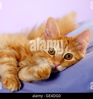 Orange Tabby Kitten entspannend auf lila Kissen. Stockfoto