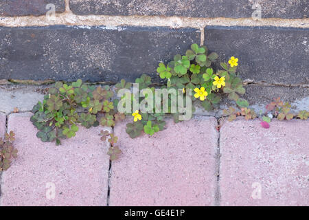 Oxalis corniculata durch Block wachsenden ebnet Stockfoto